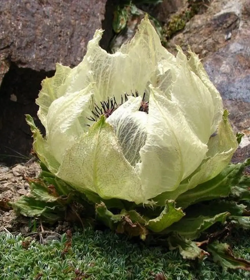 《我化风行万里》73集完整版1080P超清资源-《我化风行万里》无删减全集百度网盘下载-无广告在线播放