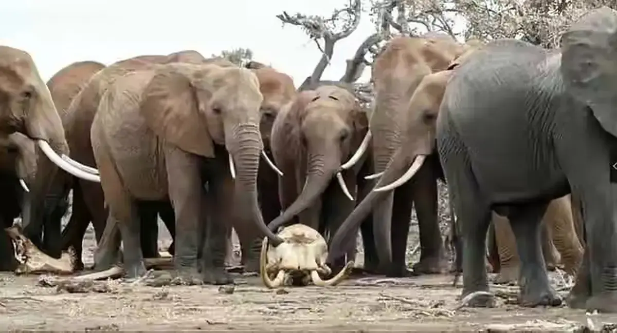 《女王的大象 / La regina degli elefanti》《女王的大象》1080P超清未删减版 | 意大利语原声《女王的大象 / La regina degli elefanti》4K高清资源在线播放《女王的大象 / La regina degli elefanti》