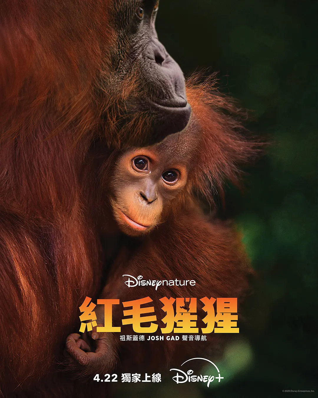 一口气刷完《红毛猩猩》！这部《红毛猩猩》纪录片看得我眼泪汪汪，夸克网盘资源已备好